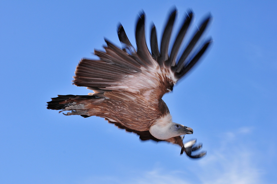 Griffon Vulture