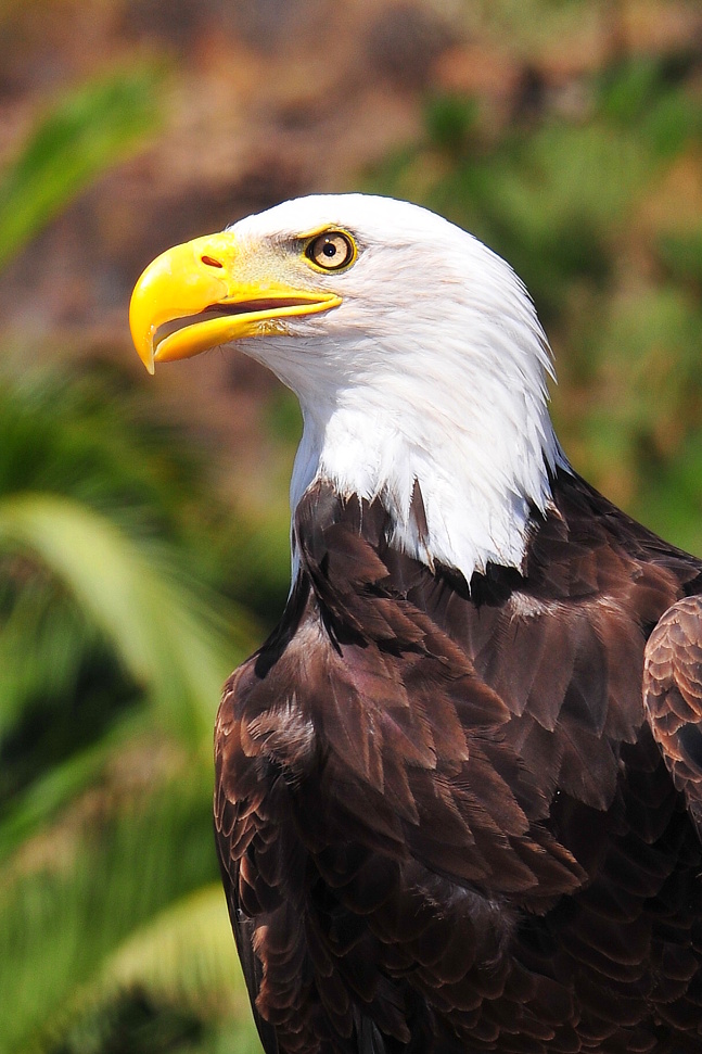 Haliaeetus leucocephalus