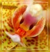 do-nitra-orchideje